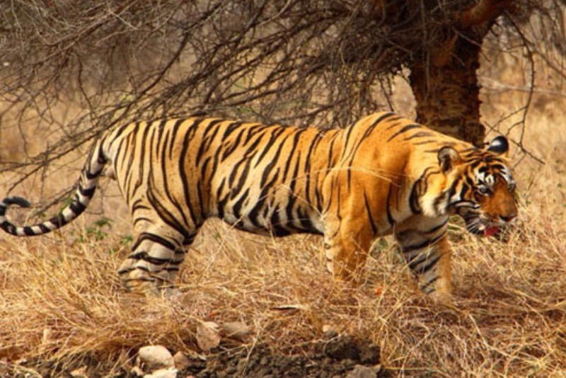 Ranthambore 